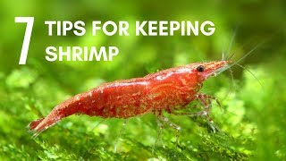 7 Tips for Keeping Shrimp in an Aquarium [upl. by Oinafipe407]