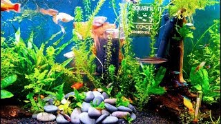 Egeria densa  plante  aquarium eau douce [upl. by Eveleen]