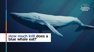 How much krill does a blue whale eat [upl. by Akenor]