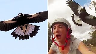 Ozzy Man Reviews MAGPIES [upl. by O'Callaghan]