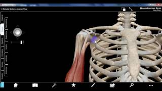 upper limb1b DR SAMEH GHAZY [upl. by Agripina486]