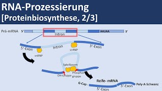 RNA Prozessierung Proteinbiosynthese 23  Biologie Genetik Oberstufe [upl. by Stefanie]