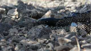 Kingsnake eats Mojave Rattlesnake [upl. by Phillis]