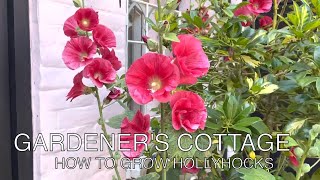 Gardeners Cottage How to grow Hollyhocks [upl. by Intyre]