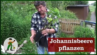 Johannisbeere pflanzen [upl. by Honniball]