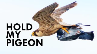 Nothing Can OutFly A Peregrine Falcon [upl. by Kulsrud]