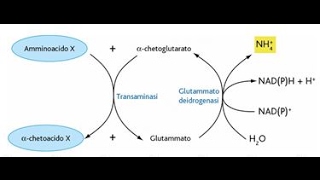 metabolismo proteine [upl. by Seaddon188]