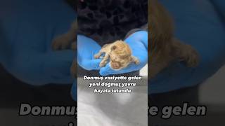 Otoparkta donmuş vaziyette bulunan doğalı daha birkaç saat olan yavrucuk hayata tutundu🥰 cat [upl. by Ahsimit796]