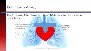 Phlebotomy Lesson 23 Cardiac Vessels [upl. by Leena]