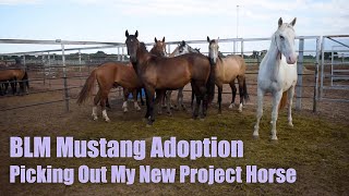 BLM MUSTANG ADOPTION  Picking Out My New Project Horse [upl. by Cassandra634]