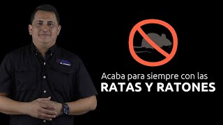 ACABA CON LAS RATAS Y RATONES PARA SIEMPRE [upl. by Arekat]