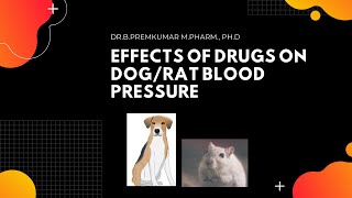 Effects of Drugs on DogRat Blood pressure [upl. by Nilo821]