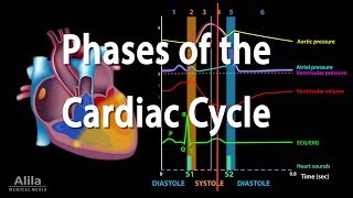 The Cardiac Cycle Animation [upl. by Eyak522]