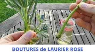 Bouture de laurier rose FACILE [upl. by Nuahsed]