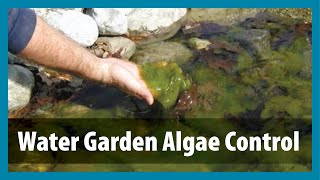 Water Gardens  Algae Control  Algae Treatment for Ponds [upl. by Nottarts]