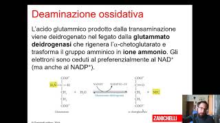 Metabolismo delle proteine e amminoacidi [upl. by Einniw]