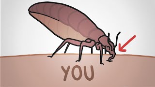 The Return of the Bedbugs They Wont Go Away [upl. by Afra]