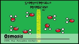 OLD VIDEO Osmosis [upl. by Gauntlett248]