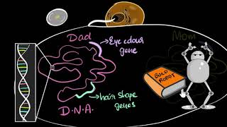 Genes DNA amp chromosomes  Heredity amp Evolution  Biology  Khan Academy [upl. by Kraul]