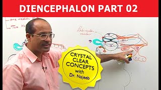 Diencephalon  Neuroanatomy  Part 22 [upl. by Ahsimot]