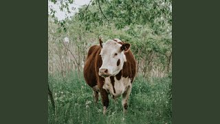 Cow Dance Dhinka Chika [upl. by Wawro5]