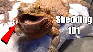 Bearded Dragon Shedding Tips [upl. by Aihcila]