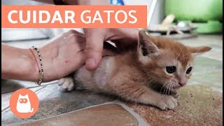 Cómo cuidar un GATO CACHORRO [upl. by Koss]