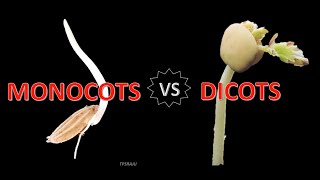 Differences between MONOCOTS and DICOTS [upl. by Nemra130]