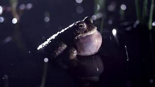 Natterjack toad [upl. by Eanil]