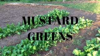 Planting Mustard Greens [upl. by Jaela]