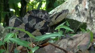 The Jumping Pit Viper Atropoides Mexicanus [upl. by Aramac614]