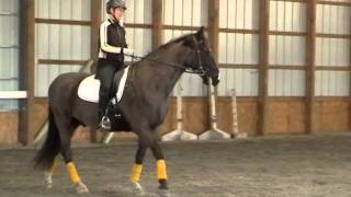 French Classical Dressage  Basics [upl. by Atiraj]