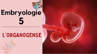 Embryologie  lorganogenèse   2021  شرح بالدارجة [upl. by Onavlis470]