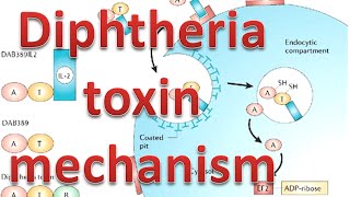 Diphtheria toxin mechanism [upl. by Collen161]