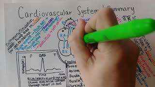 Cardiovascular System  Summary [upl. by Jeffcott]