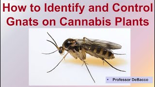 How to Identify and Control Gnats on Cannabis Plants [upl. by Issak]