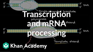 Transcription vs Translation Differences Explained [upl. by Ladnor]