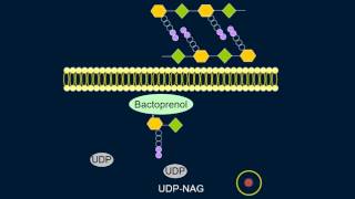 Cell Wall Synthesis [upl. by Cynthy]