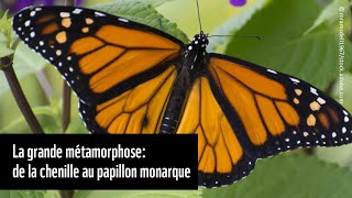 La grande métamorphose de la chenille au papillon monarque [upl. by Mullac]