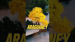 EL ARAGUANEY [upl. by Lede]