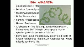 BOTANY Phycology  ANABAENA BGA Thallus structure [upl. by Aicinad281]