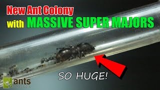 New Ant Colony Massive Super Majors [upl. by Anha908]