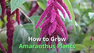 Amaranthus Growing Guide [upl. by Cowles189]