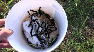 Catching Catfish with Catalpa Worms [upl. by Lorrad206]