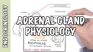 Endocrinology  Adrenal Gland Hormones [upl. by Shuma]