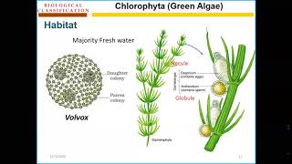 Chlorophyta thallus Online lecture [upl. by Eustazio]