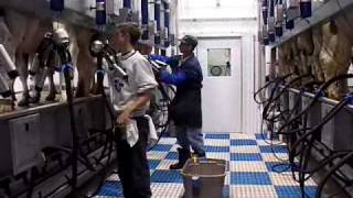 Milking Parlor Champion  DeLaval Automated Milking Solutions  DeLaval [upl. by Kumagai]