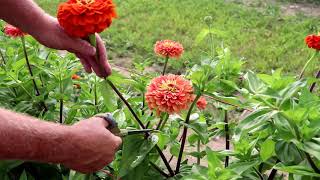 How to cut zinnias [upl. by Gnouhk]