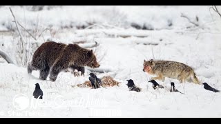 Fight Grizzly Bear and Wolf Encounter  Documentary Full Length [upl. by Yras2]