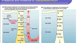 Physiology Ch 20 Fluid and Electrolyte Balance [upl. by Rusty422]